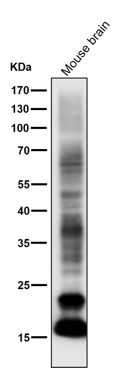 WB - Anti-Myelin Basic Protein MBP Rabbit Monoclonal Antibody ABO14277